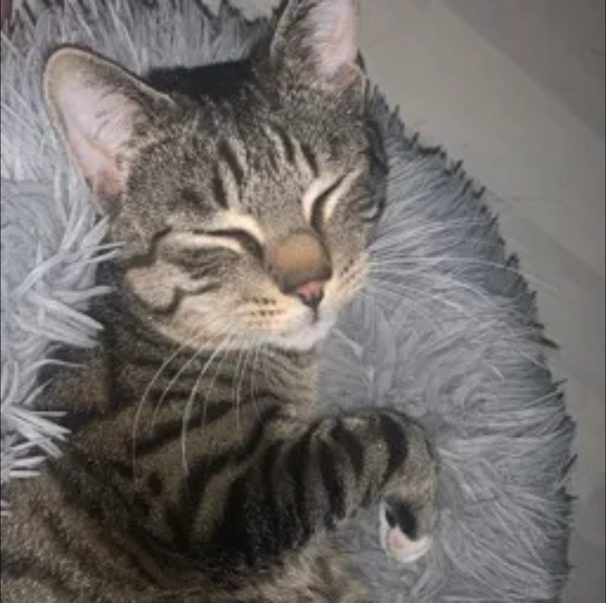 Porträt von Azuko, einer schlafenden Katze